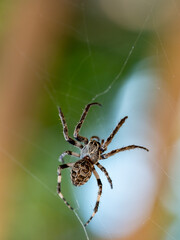spider in a web on a blurred natural green background. Selective focus. High-quality photo Close-up macro shot of a European garden spider (cross spider, Araneus diadematus) sitting in a spider web