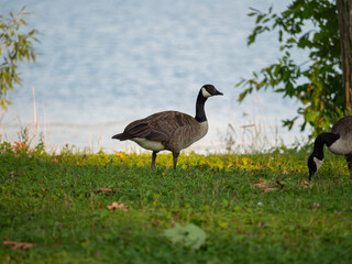 Greylag goose (anser anser) feeding on green flower meadow. Grey geese looking at me.