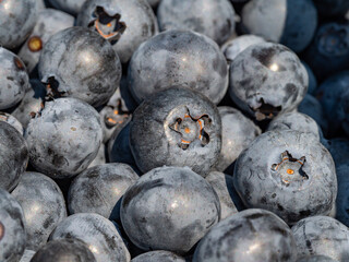 Closeup of Duke variety blueberry bushes loaded with large ripe blueberries on a u-pick farm on a sunny summer day, nutritious organic fruit, part of heathy lifestyle and diet