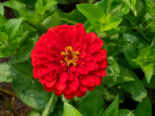 Beautiful spring garden. The green lawn emphasizes the blooming flowers in the garden. A diverse spectrum of colorful flowers, panoramic views of natural beauty