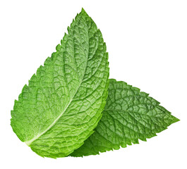 Mint leaf. Fresh mint on white background. Mint leaves isolated. Full depth of field