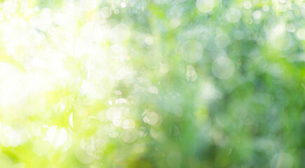 Green nature background bokeh leaf nature summer springtime blur sunlight natural fresh foliage...