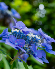 紫陽花