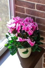 Bright bouquet of cyclamen on the windowsill. Home plants on the background of the kirpitch wall