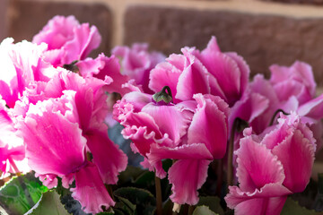 Bright and beautiful indoor flower. Cyclamen is purple in color. Postcard