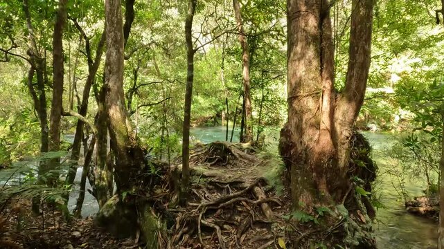 Tarawera River and Rainforest Landscape: Lush Native Forest and Scenic Gorge in Bay of Plenty, New Zealand
