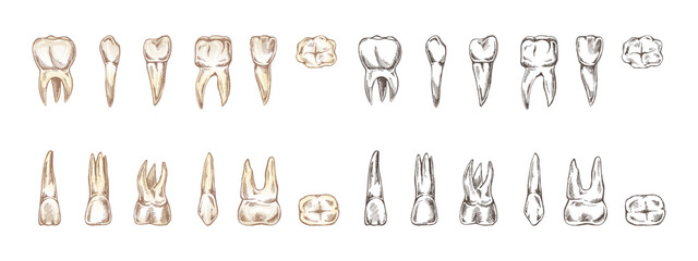 Stomatology hand drawn set. Toothache treatment. Teeth sketch. Different types of human tooth. Engraving fangs and molars.