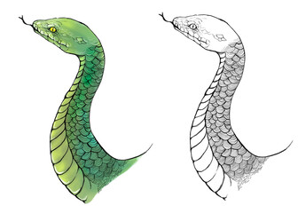 手描きの蛇のイラスト素材　カラーと白黒