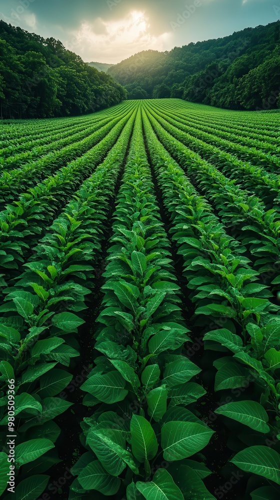 Wall mural verdant soybean plantation aerial view of lush green rows agricultural landscape sustainable farming