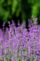 Fototapeta premium Honey bee collecting pollen at lavender. Bee flying over the lavender flower in blur background