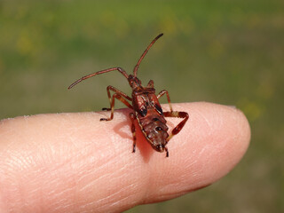 The western conifer seed bug (Leptoglossus occidentalis), fifth instar nymph sitting on a human...