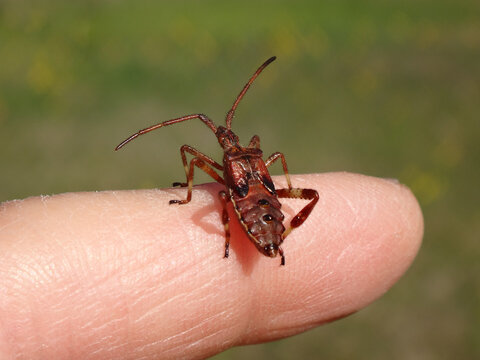 The western conifer seed bug (Leptoglossus occidentalis), fifth instar nymph sitting on a human finger