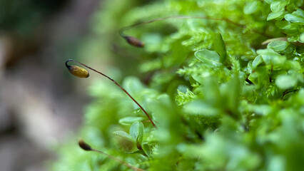 Green Plants