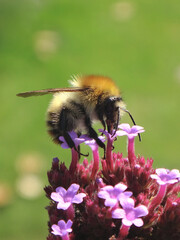 The common carder bee (Bombus pascuorum), male drinking nectar from pink verbena flowers