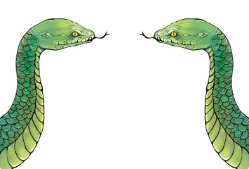 Illustration of two snakes facing each other