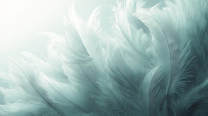 Obraz premium Soft feather texture with a blank space for text 