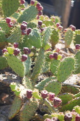 A cluster of prickly green cactus with red berries