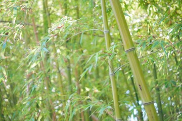 A tall green bamboo tree with a few leaves on it