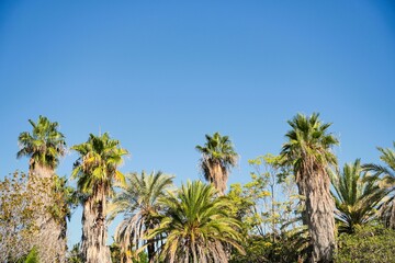 A group of palm trees are in a lush green forest with a clear blue sky above