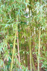 A row of bamboo trees with green leaves and brown stems