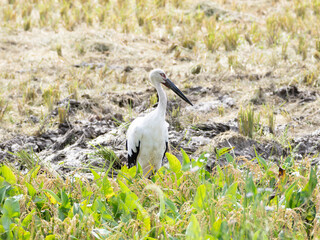 Oriental White Stork in rice field