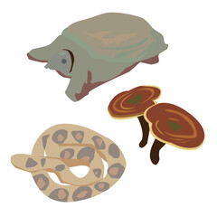 健康食品素材3種（すっぽん、霊芝、マムシ）