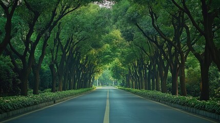 Empty road passing through a forest of trees
