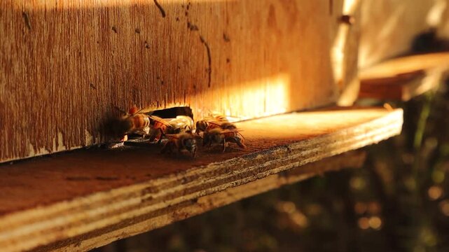 Bee: apis mellifera. Honeybees fly  in front of their hive, Honey bees. close up bee worker. insects, insect, animal, wildlife, wild nature, forest, woods, garden beauty of pollination.
