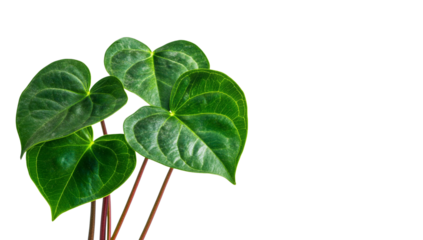 Garden heart-shaped leaf plants, large green leaves on the trunk of a tropical rainforest plant with a dark red stem, top view isolated on a white background