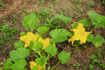Courgette or zucchini plant with yellow flowers in a garden. Growing fresh organic product. Summer time season. Home grown plant in brown soil.