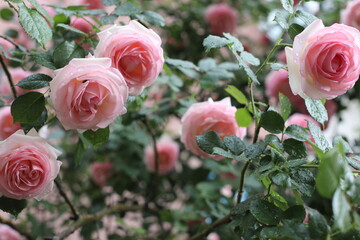 pink roses in garden