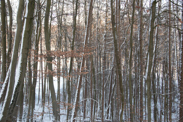 Winter in der Region Teutoburger Wald