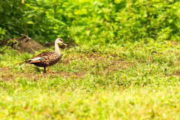 Indian Spot billed Duck in the Lush green garden