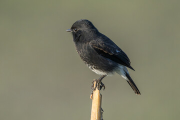 Pied Bush Chat perching close-up shot. The pied bush chat (Saxicola caprata ) is a small passerine bird found ranging from West Asia and Central Asia