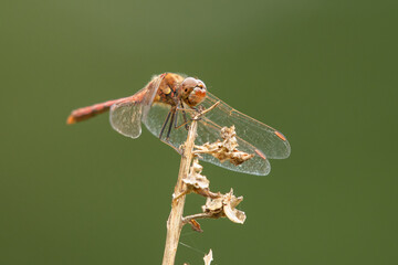 Libelle sitzt auf trockenem Halm