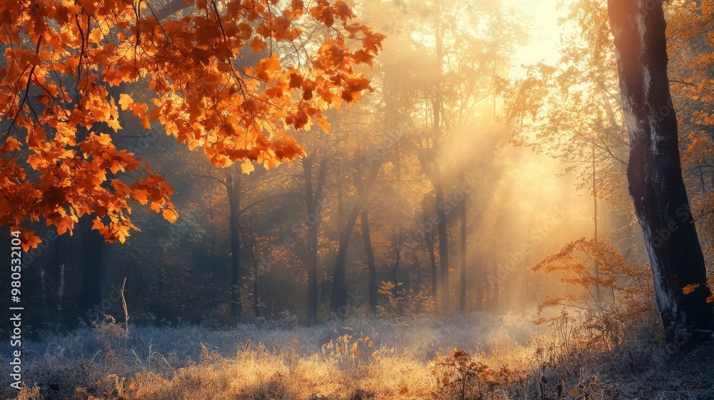 Poster The sun shines through the trees in an autumn forest, illuminating the fog and casting a golden glow on the leaves.