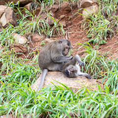 Monkey-ing Around on Con Dao