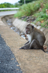 Monkey-ing Around on Con Dao