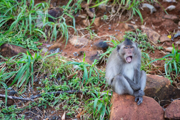 Monkey-ing Around on Con Dao