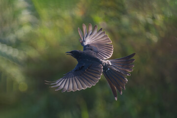 Obraz premium Black Drongo (Dicrurus macrocercus) in flight. 