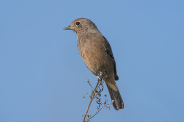 Pied Bush Chat female perching close-up shot. The pied bush chat (Saxicola caprata ) is a small...