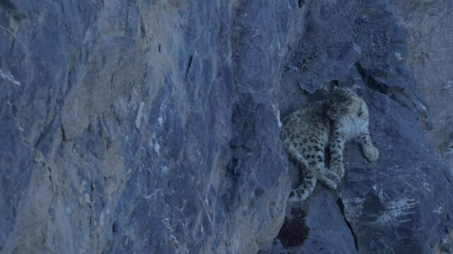 Snow leopard, Panthera uncia,  in rock habitat, wildlife nature. Snow leopard on stone in winter, sitting in the nature stone rocky mountain habitat, Spiti Valley, Himalayas in India. 