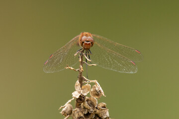 Libelle sitzt auf Halm