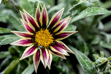 Blooming white Gazania on a black background