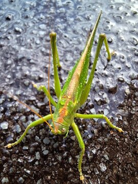 Tettigonia viridissima, Gr&uuml;nes Heupferd, Heuschrecke im Regen