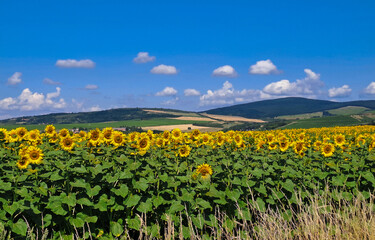 field of sunflowers