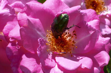 bug on a flower