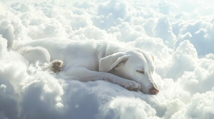 Fototapeta premium A dog in heaven in the clouds in paradise after death happy resting eternal life of the soul White Angel generated ai