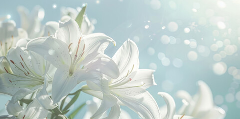 Fototapeta premium Beautiful white lilies in soft focus, set against a clear sky background, creating an ethereal atmosphere.