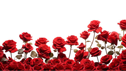 Red roses field closeup border for cards, invitation etc. Isolated on a transparent background
